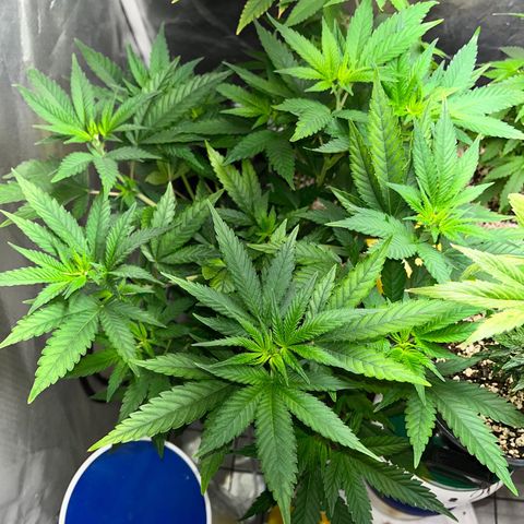 Mimosa Evo growlog timeline photo