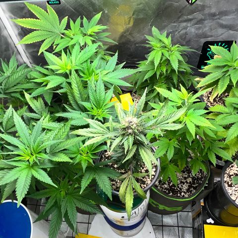 Mimosa Evo growlog timeline photo