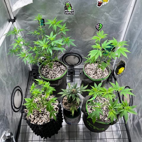 Mimosa Evo growlog timeline photo