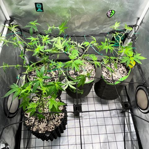 Mimosa Evo growlog timeline photo