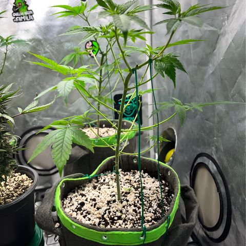 Sherbet growlog timeline photo