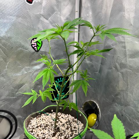 Zombie Bride growlog timeline photo