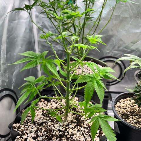 Grape Pie growlog timeline photo