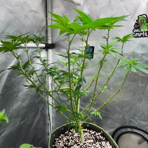 Mimosa Evo growlog timeline photo
