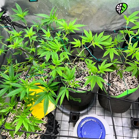 Mimosa Evo growlog timeline photo