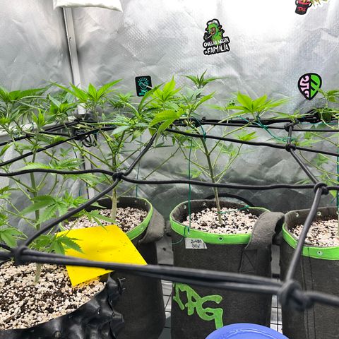 Mimosa Evo growlog timeline photo