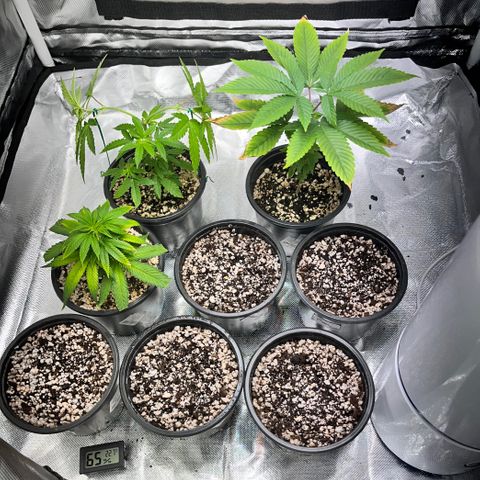 Wonder Pie growlog timeline photo