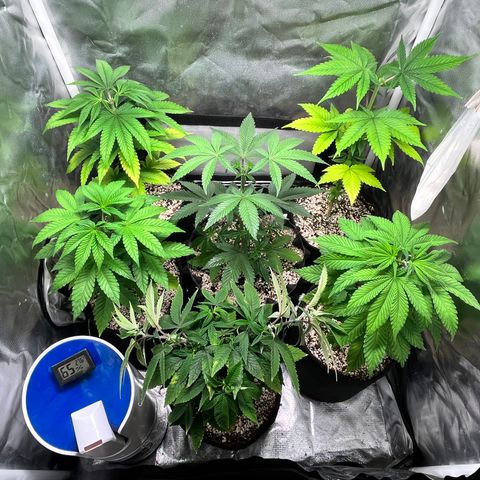 Wonder Pie growlog timeline photo