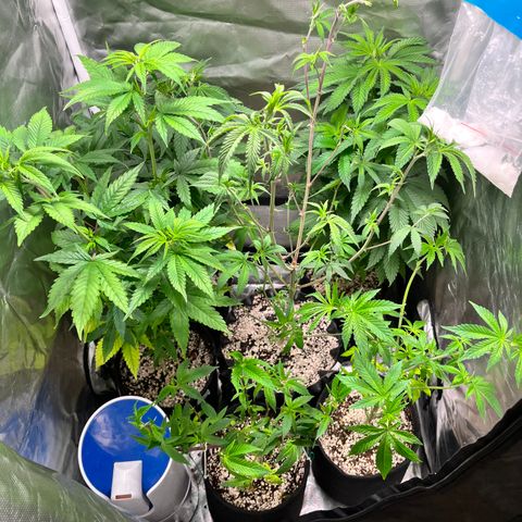 Wonder Pie growlog timeline photo