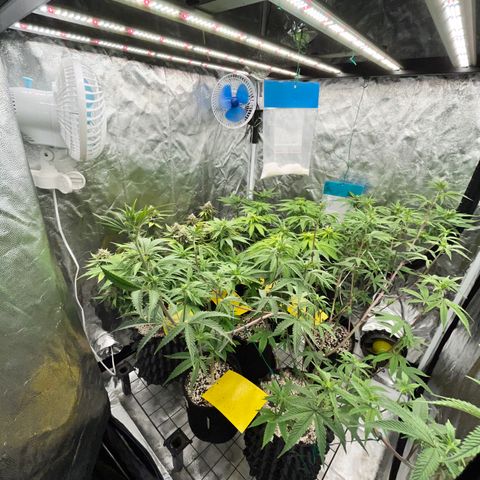 Wonder Pie growlog timeline photo