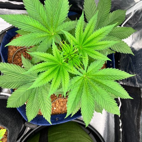 Radical Juice #2 growlog timeline photo