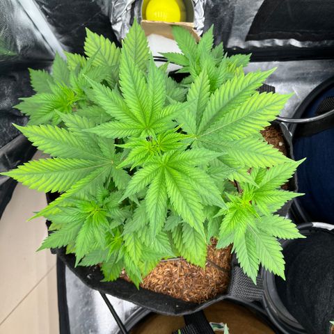 Fuel Dog OG #2 growlog timeline photo