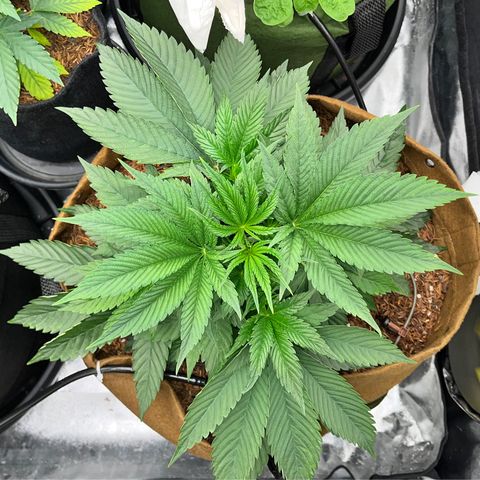 Miracle Butter Cookies growlog timeline photo