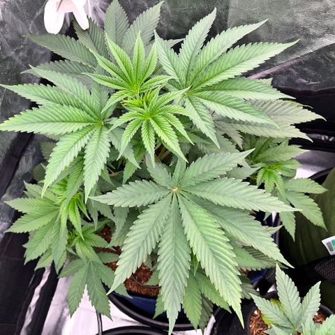 Radical Juice #2 growlog timeline photo