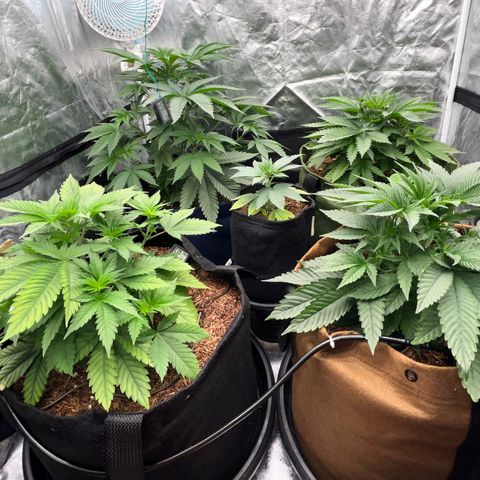 C99 x Abacaxi da Roça growlog timeline photo