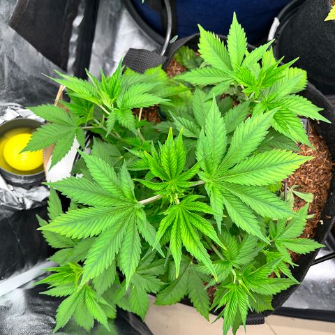 Fuel Dog OG #2 growlog timeline photo