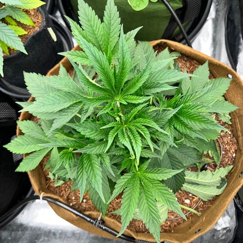 Miracle Butter Cookies growlog timeline photo