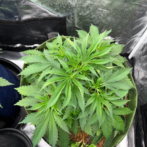C99 x Abacaxi da Roça growlog timeline photo