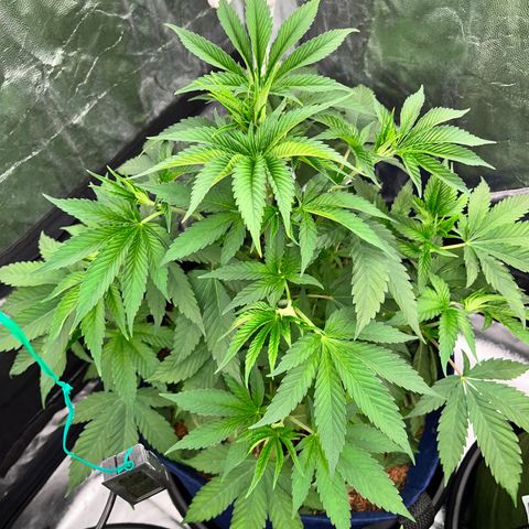 Radical Juice #2 growlog timeline photo