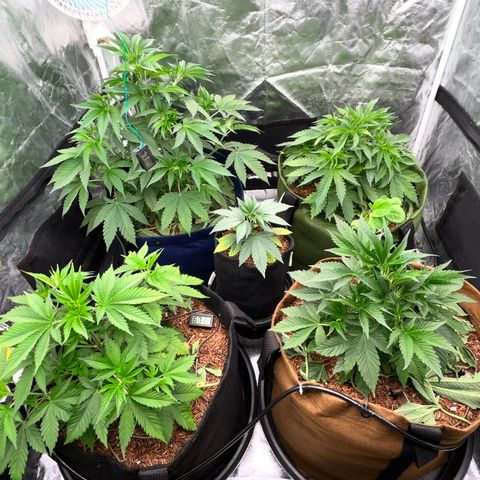 C99 x Abacaxi da Roça growlog timeline photo