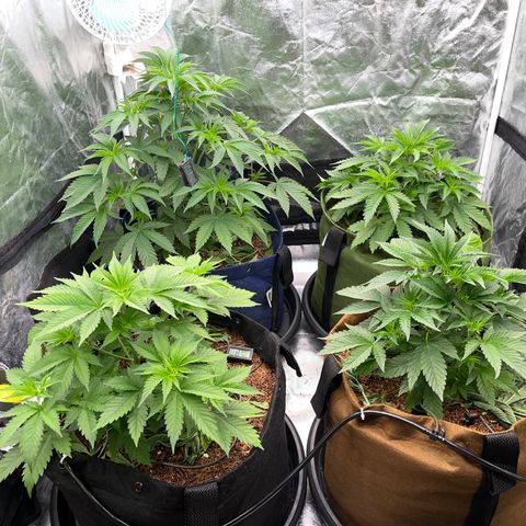 C99 x Abacaxi da Roça growlog timeline photo