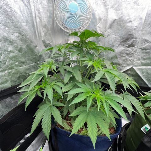 Radical Juice #2 growlog timeline photo