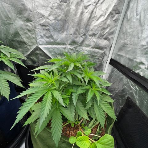 C99 x Abacaxi da Roça growlog timeline photo