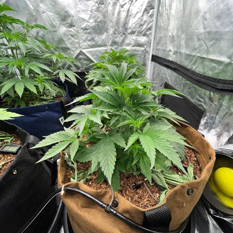 Miracle Butter Cookies growlog timeline photo