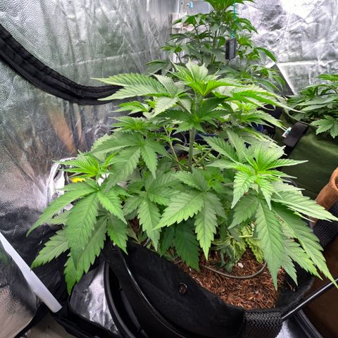 Fuel Dog OG #2 growlog timeline photo