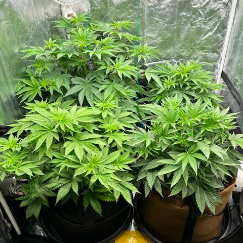 C99 x Abacaxi da Roça growlog timeline photo