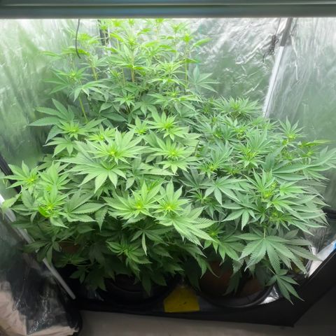 C99 x Abacaxi da Roça growlog timeline photo