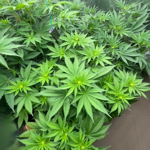 Fuel Dog OG #2 growlog timeline photo
