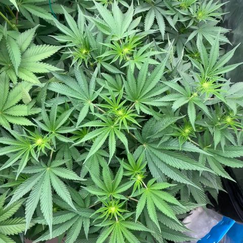 Miracle Butter Cookies growlog timeline photo