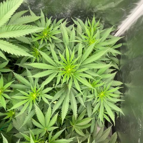 C99 x Abacaxi da Roça growlog timeline photo