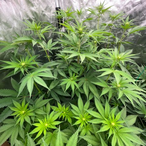 Radical Juice #2 growlog timeline photo