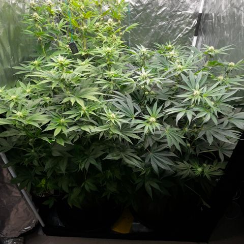 C99 x Abacaxi da Roça growlog timeline photo