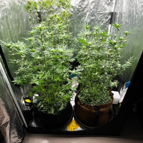 C99 x Abacaxi da Roça growlog timeline photo