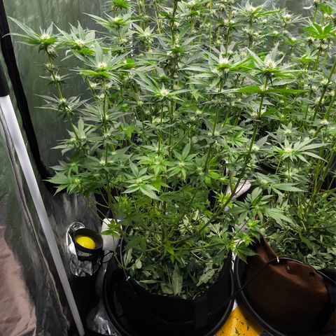 Fuel Dog OG #2 growlog timeline photo