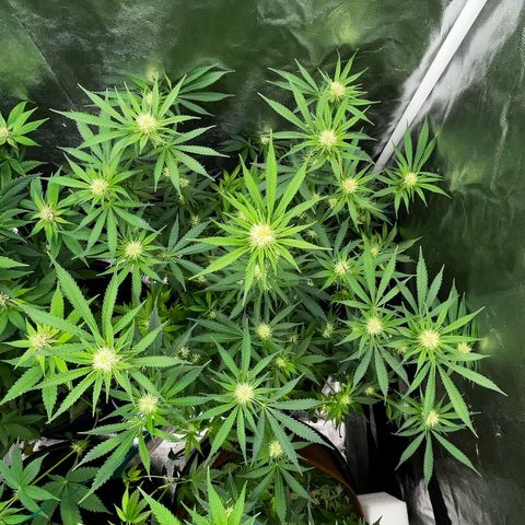 C99 x Abacaxi da Roça growlog timeline photo