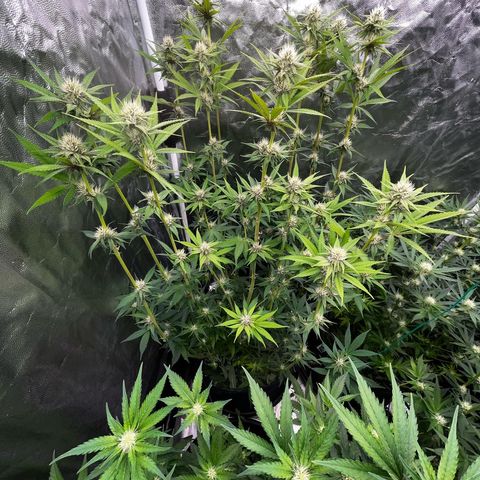 Radical Juice #2 growlog timeline photo