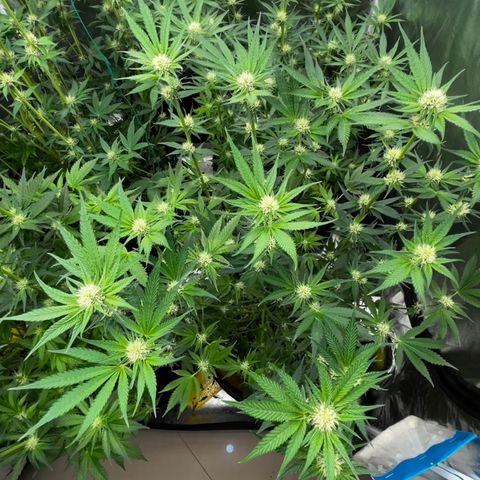 Miracle Butter Cookies growlog timeline photo