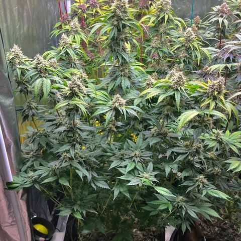 Fuel Dog OG #2 growlog timeline photo