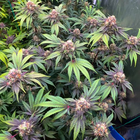 Miracle Butter Cookies growlog timeline photo