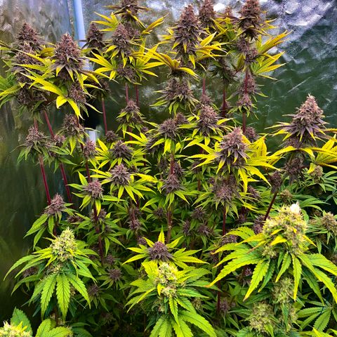Radical Juice #2 growlog timeline photo