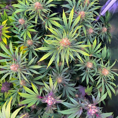 C99 x Abacaxi da Roça growlog timeline photo