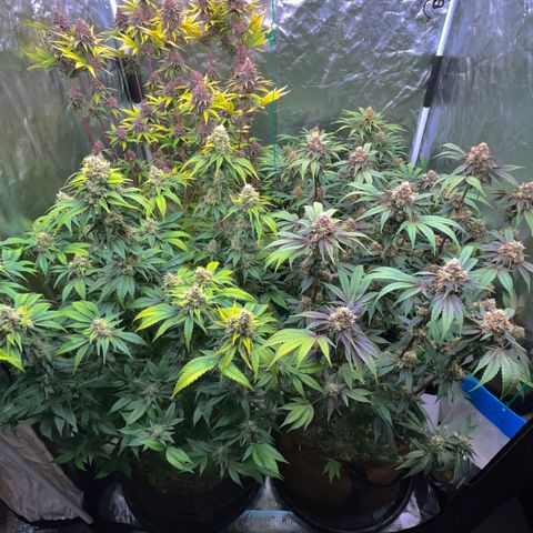 C99 x Abacaxi da Roça growlog timeline photo