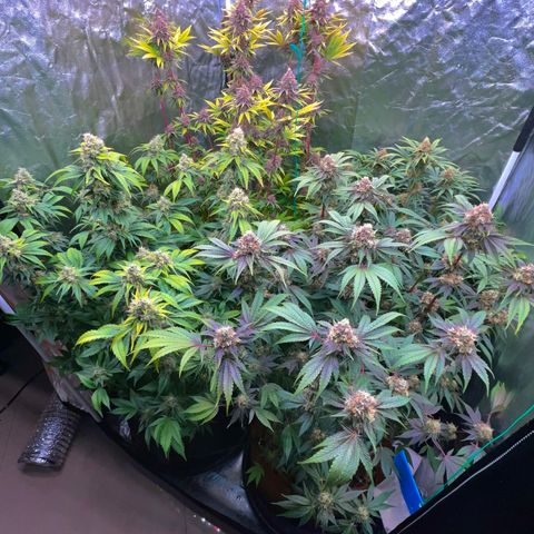 C99 x Abacaxi da Roça growlog timeline photo