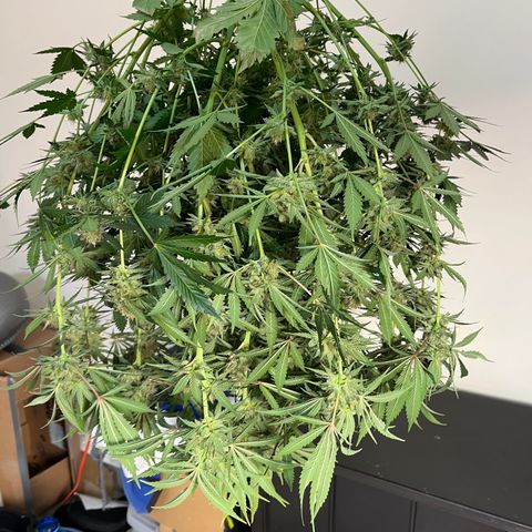 C99 x Abacaxi da Roça growlog timeline photo