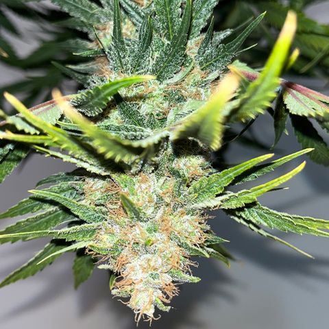 C99 x Abacaxi da Roça growlog timeline photo