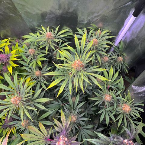 C99 x Abacaxi da Roça growlog timeline photo